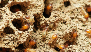 Indemnisation du préjudice d\une infestation de termites